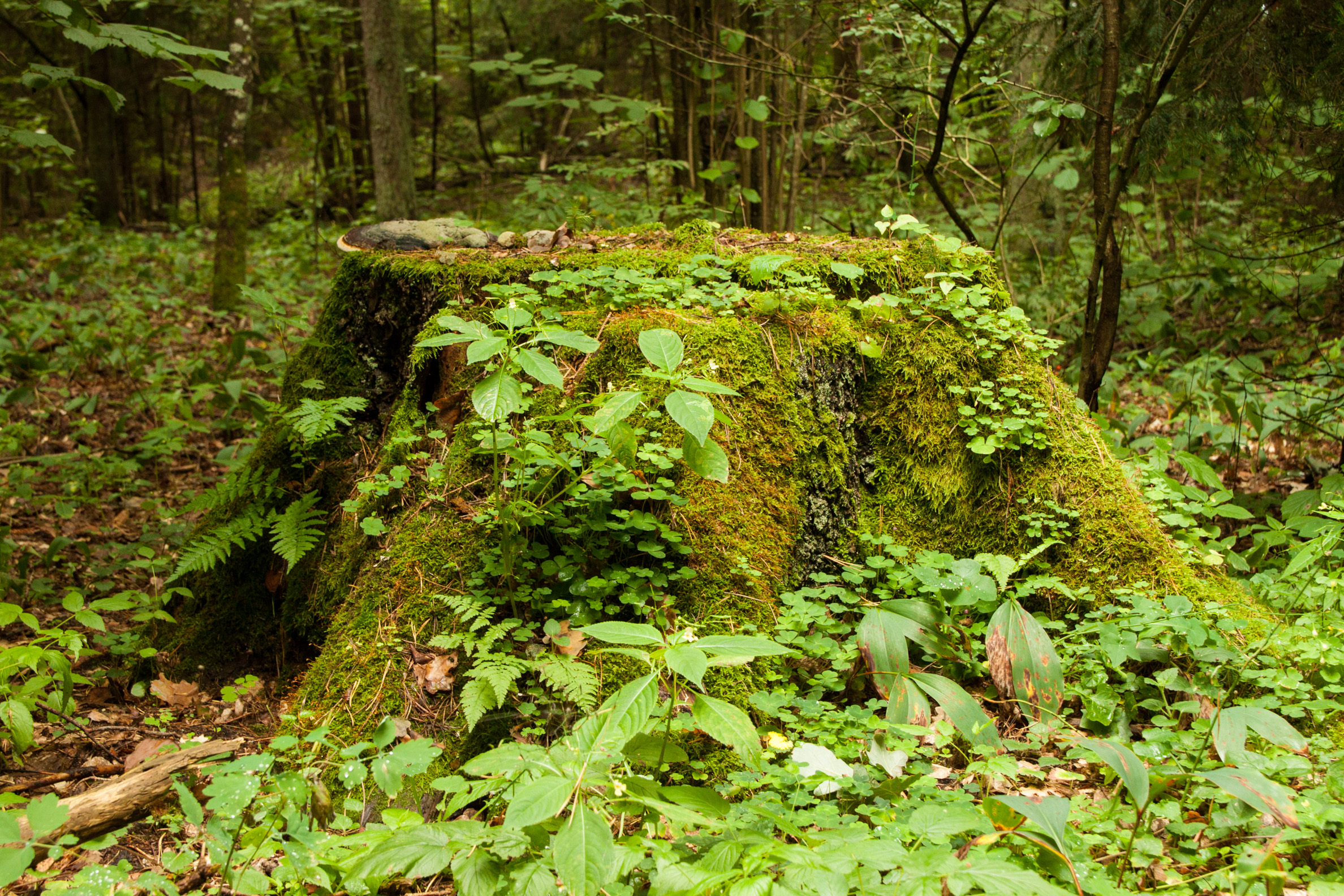 Gastilionių pažintinio tako beieškant
