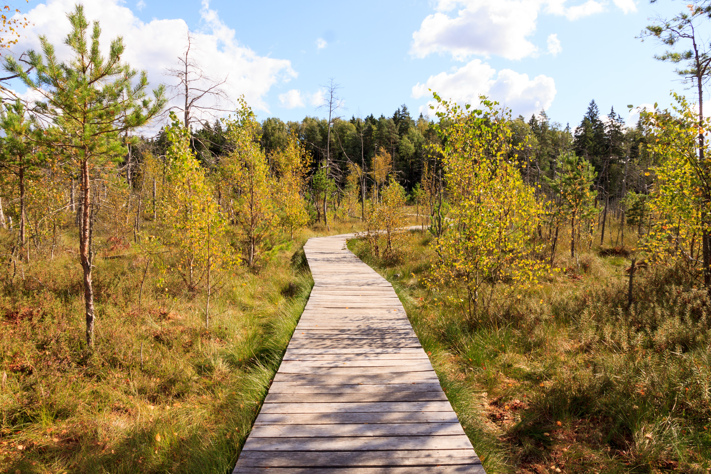 Dubravos rezervatinės apyrubės apžvalgos takas