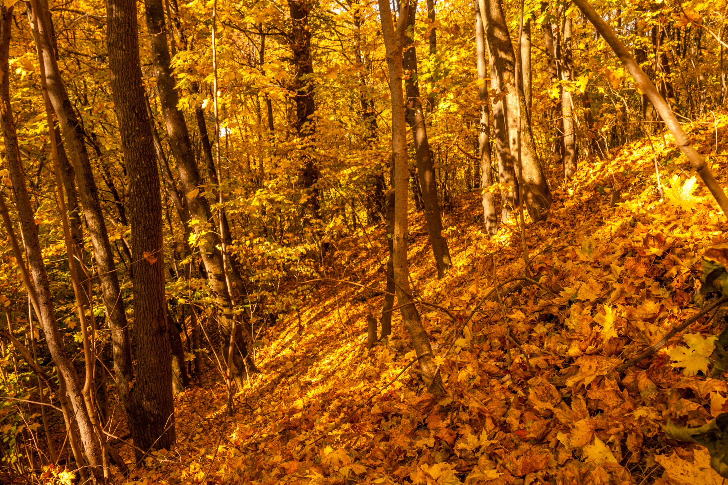 Auksinis ruduo Marvelės upės slėnyje