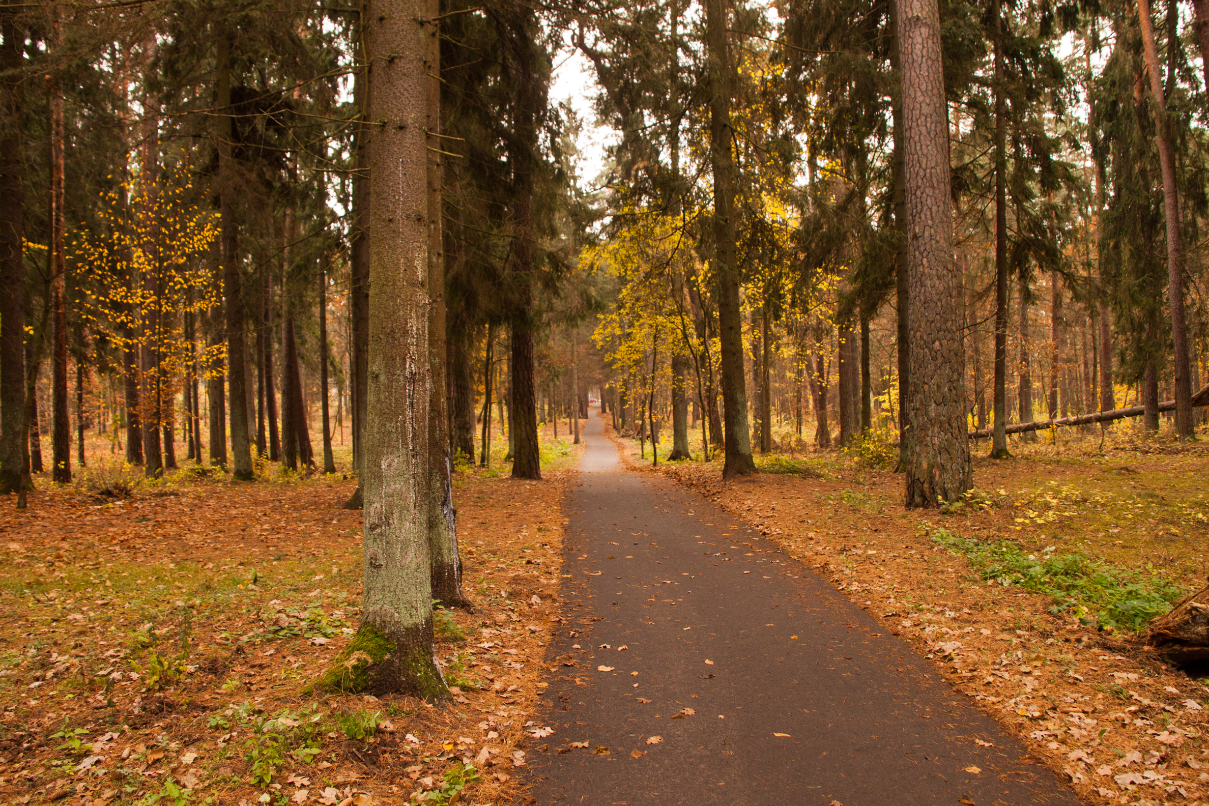 Paskutiniai rudens lapai Panemunės šile