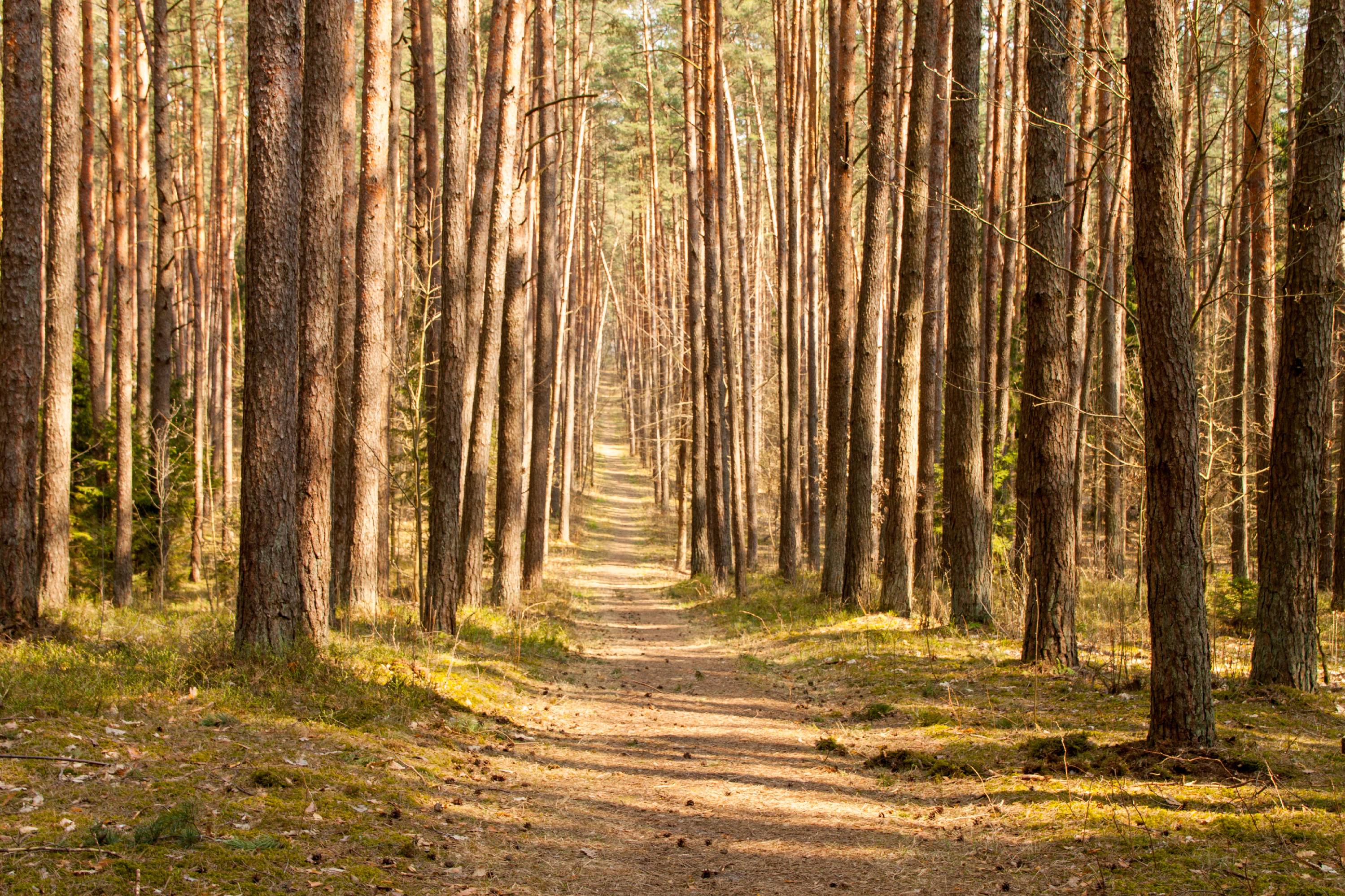 Pavasarėjantis Panemunės šilas